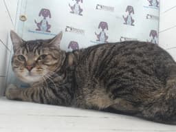 Mochi image 1