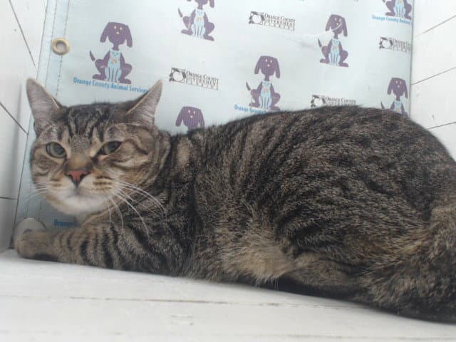 Mochi - Domestic Short Hair