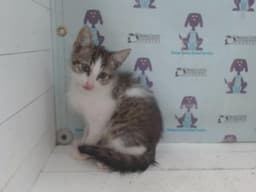 Sir Whiskers image 1