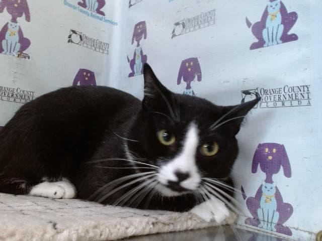 Hades - Domestic Short Hair