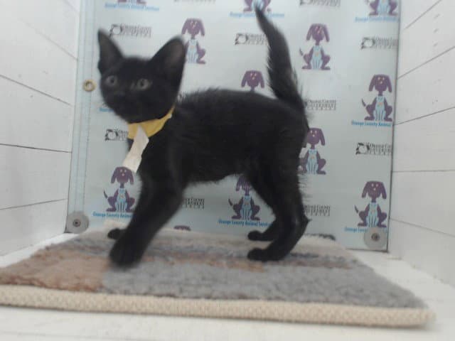 Peanut - Domestic Medium Hair