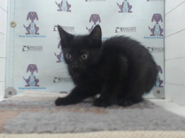 Butter - Domestic Medium Hair