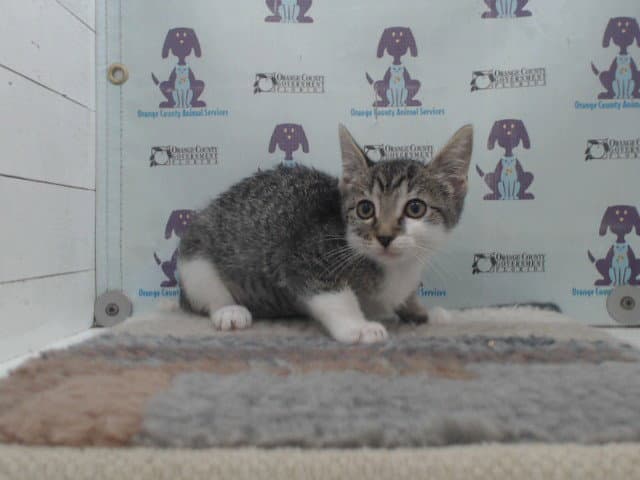 Uno - Domestic Short Hair