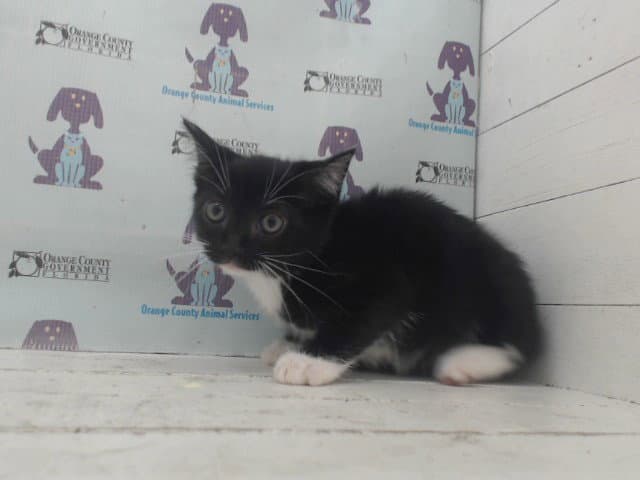 Lucinda - Domestic Short Hair