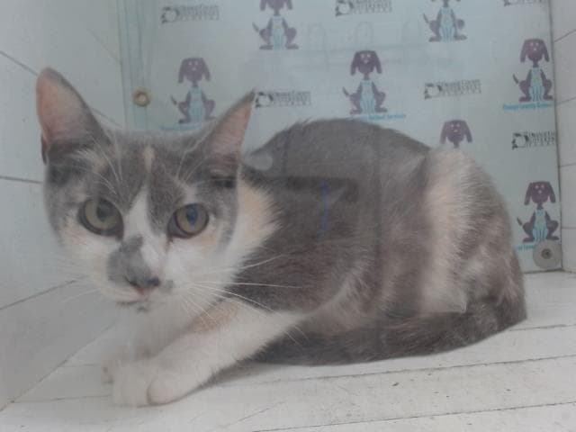 Summer - Domestic Short Hair