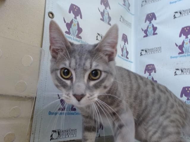 Chaos - Domestic Short Hair