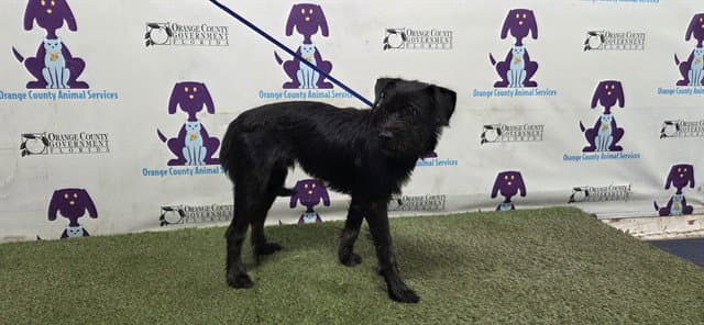 Courage - Miniature Schnauzer