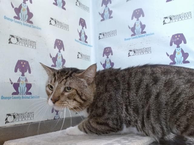 Manny - Domestic Short Hair