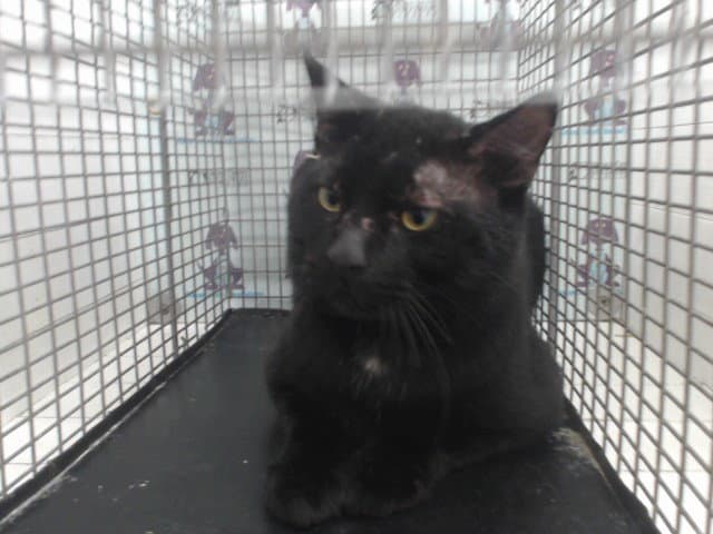 Lorcan - Domestic Short Hair
