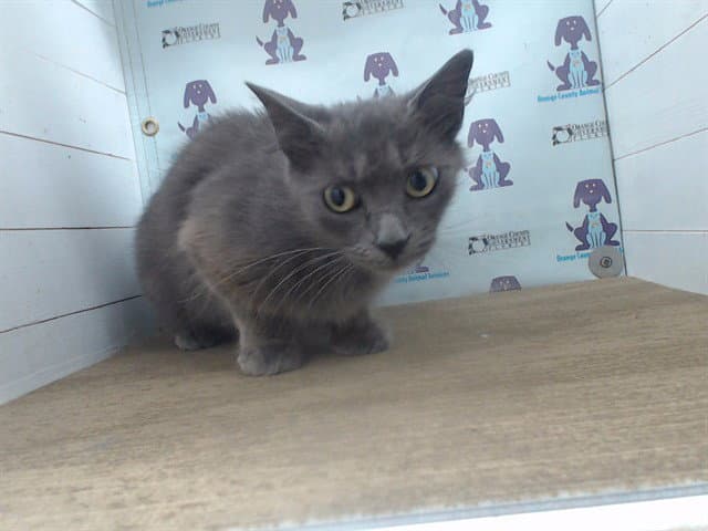 Grape - Domestic Medium Hair
