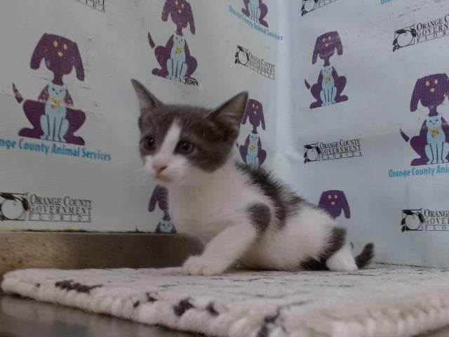 Spot - Domestic Short Hair