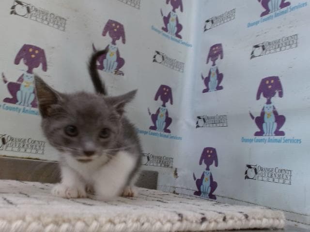Blue - Domestic Short Hair