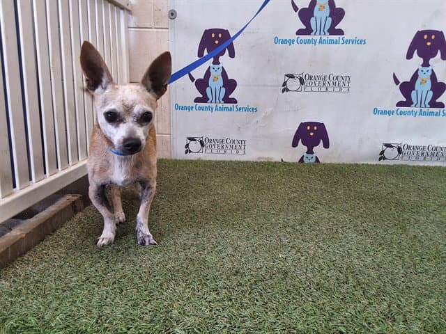 Nemo - Chihuahua