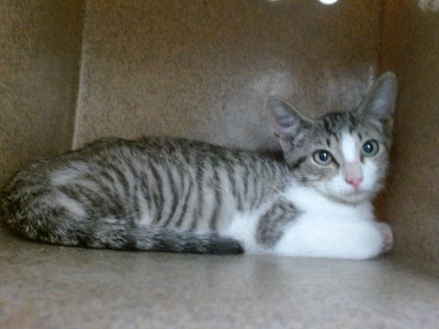 Pixie - Domestic Short Hair