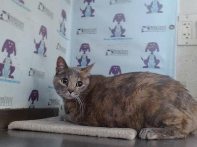 Nala - Domestic Short Hair