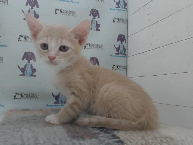 Unknown - Domestic Short Hair