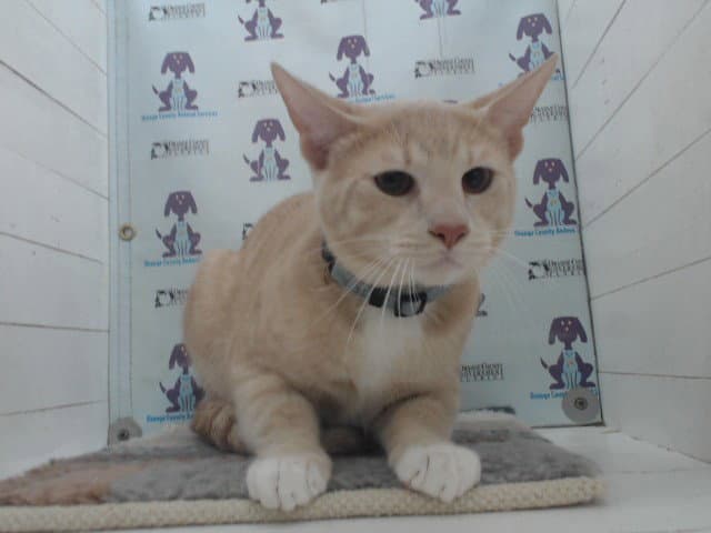 Peaches - Domestic Short Hair