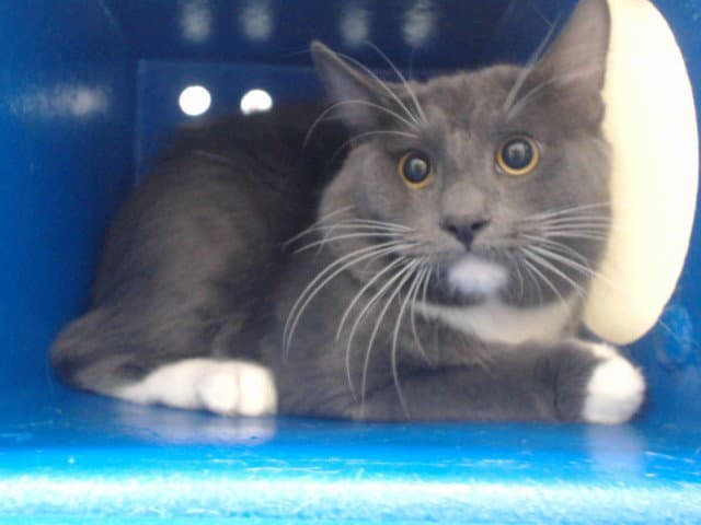 Lint - Domestic Short Hair