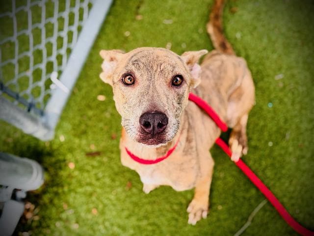 Lady - Pit Bull Terrier