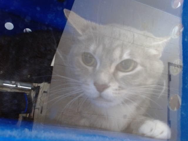 Boat - Domestic Short Hair