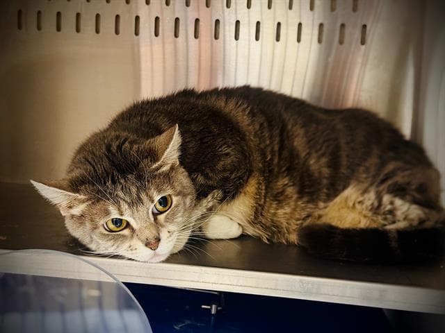 Boat - Domestic Short Hair