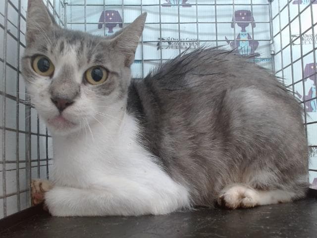 Bondgirl - Domestic Short Hair