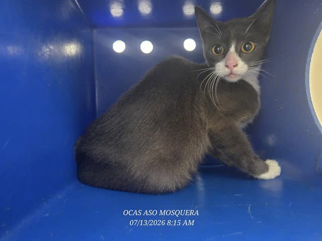 Unknown - Domestic Short Hair