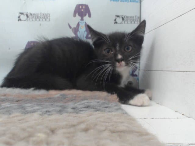 Unknown - Domestic Short Hair