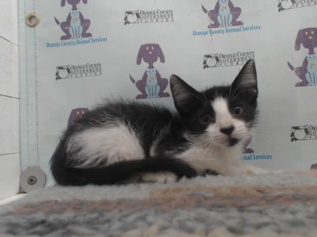Unknown - Domestic Short Hair
