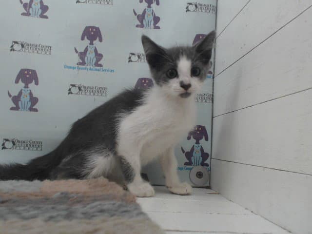Unknown - Domestic Short Hair