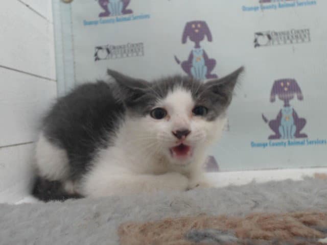 Unknown - Domestic Short Hair