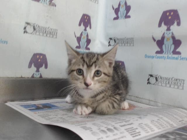 Unknown - Domestic Short Hair
