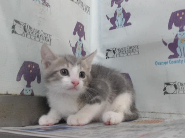 Unknown - Domestic Short Hair