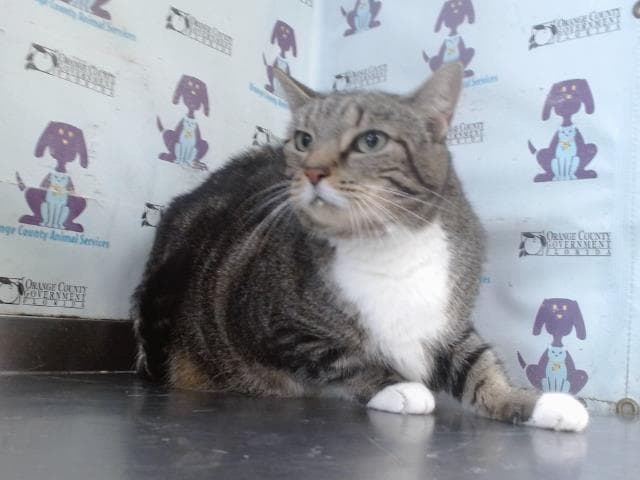Schitara - Domestic Short Hair