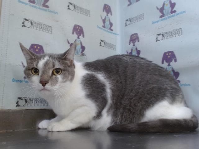 Luna - Domestic Short Hair