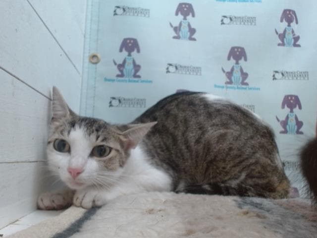 Unknown - Domestic Short Hair