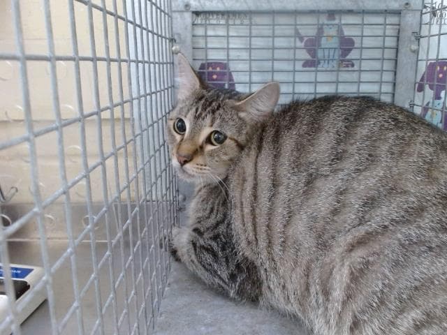 Unknown - Domestic Short Hair
