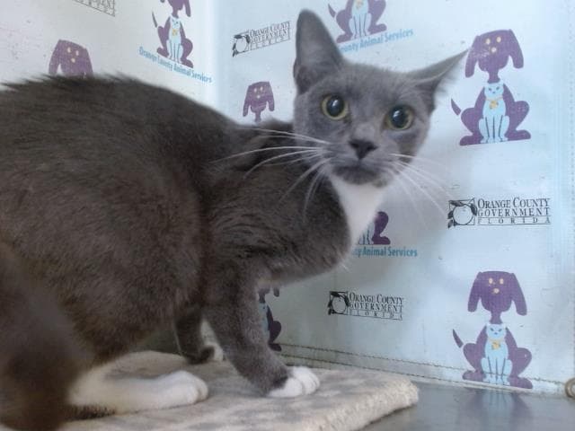 Beatrix - Domestic Short Hair
