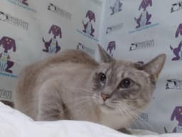 Mocci image 1