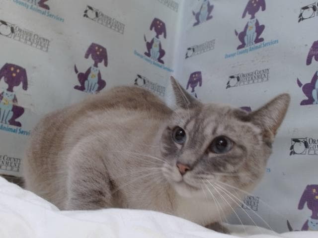 Mocci - Siamese