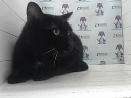 Dora image 1