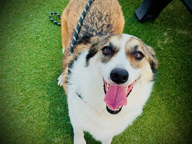 Rune - Australian Shepherd