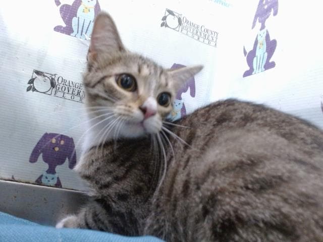 Littlest Pea - Domestic Short Hair
