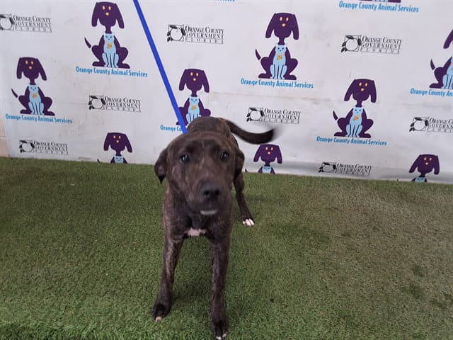 Nina - American Staffordshire Terrier