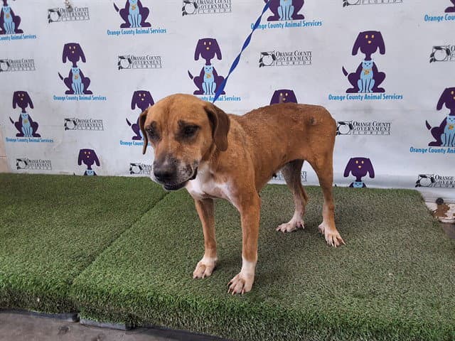 Baby Girl - Black Mouth Cur