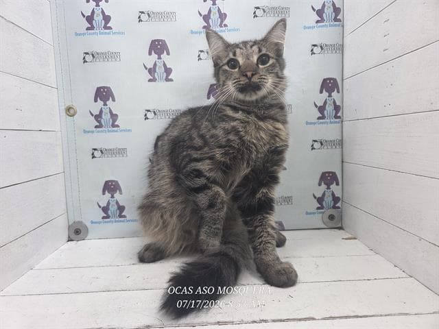 Unknown - Domestic Medium Hair