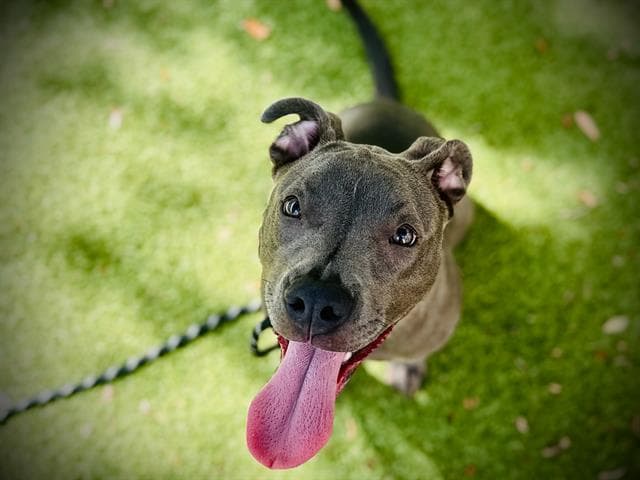 Katie - American Staffordshire Terrier
