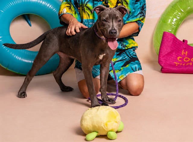 Katie - American Staffordshire Terrier