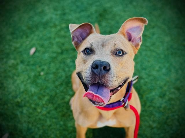 Whitney - Pit Bull Terrier