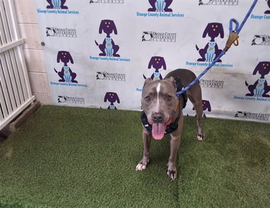 Kash - Pit Bull Terrier